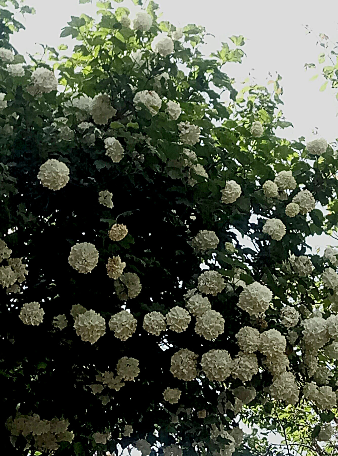 IMG-3ed194afa30851681a5434cf39c40375-V.jpg